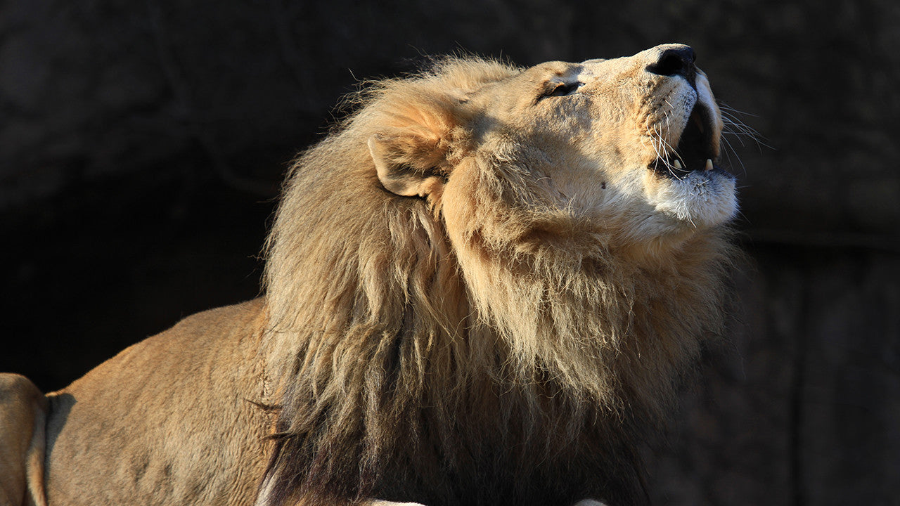 פלאי האשם: הרפתקאות ספארי