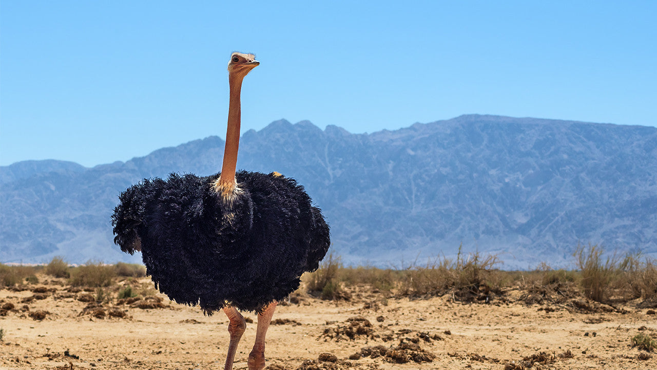 Wonders Of Hashem 3 - Up In The Air