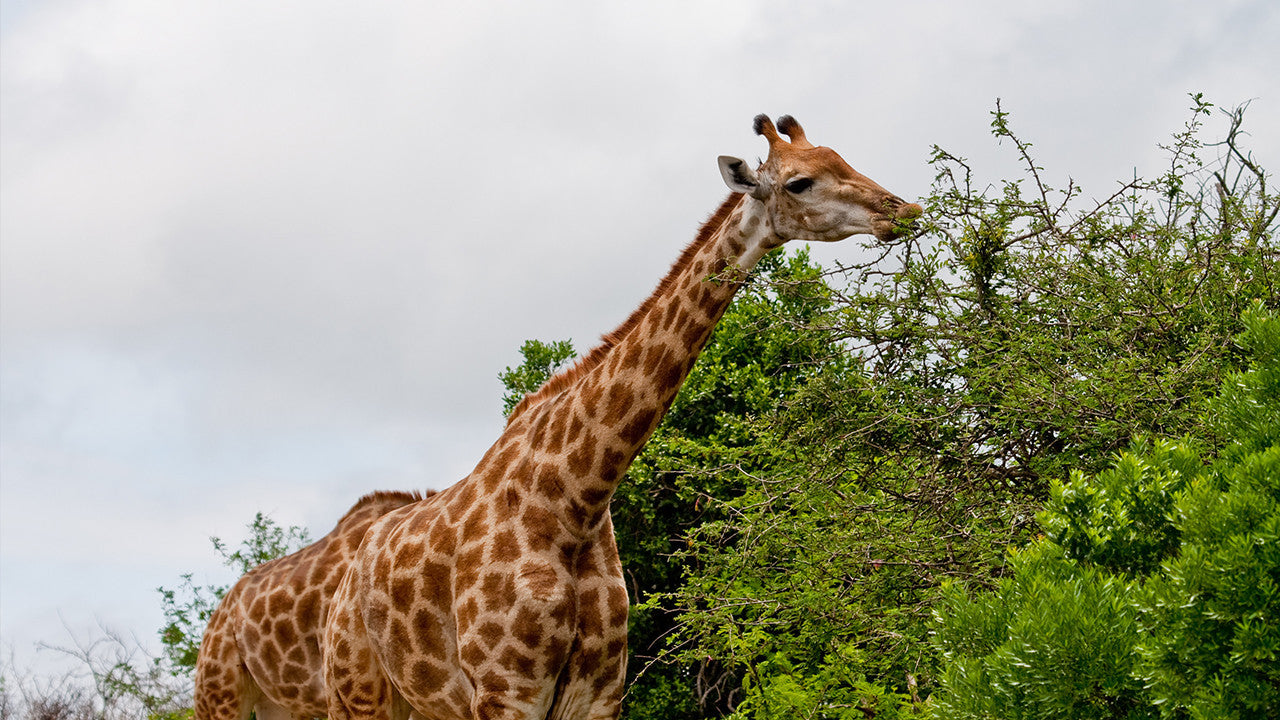 פלאי האשם: הרפתקאות ספארי