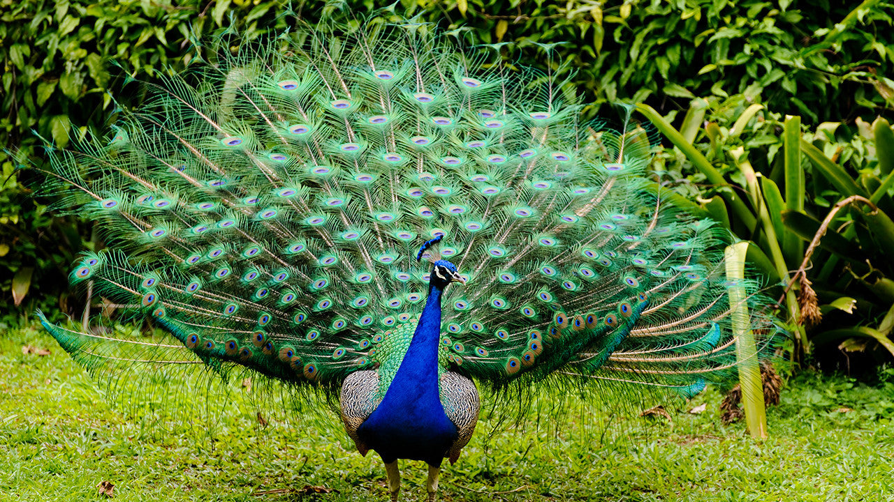 Wonders Of Hashem 3 - Up In The Air