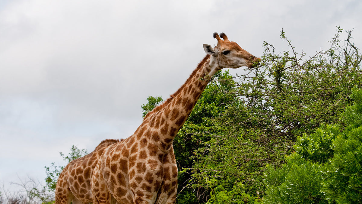 Wonders of Hashem: Safari Adventure